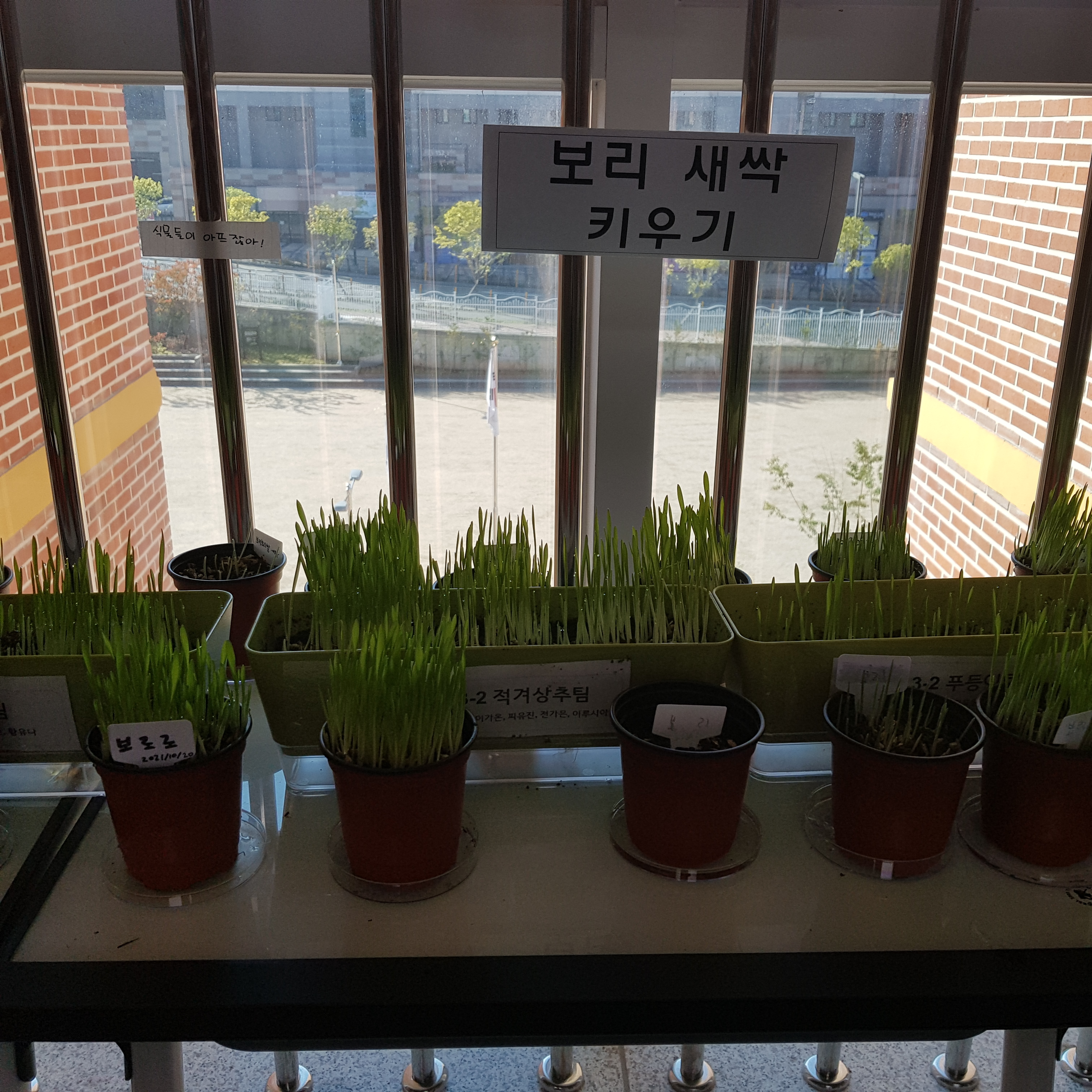3학년 보리 새싹 키우기